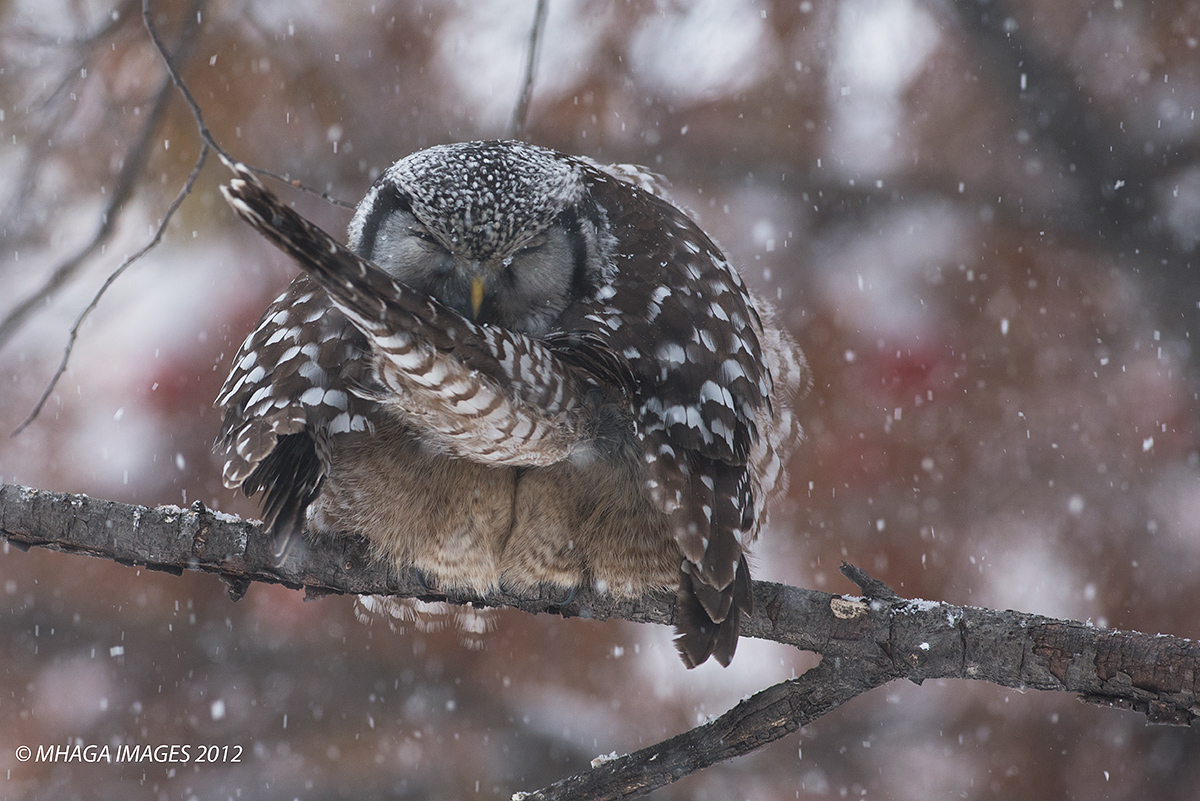 Northern Hawk Owl