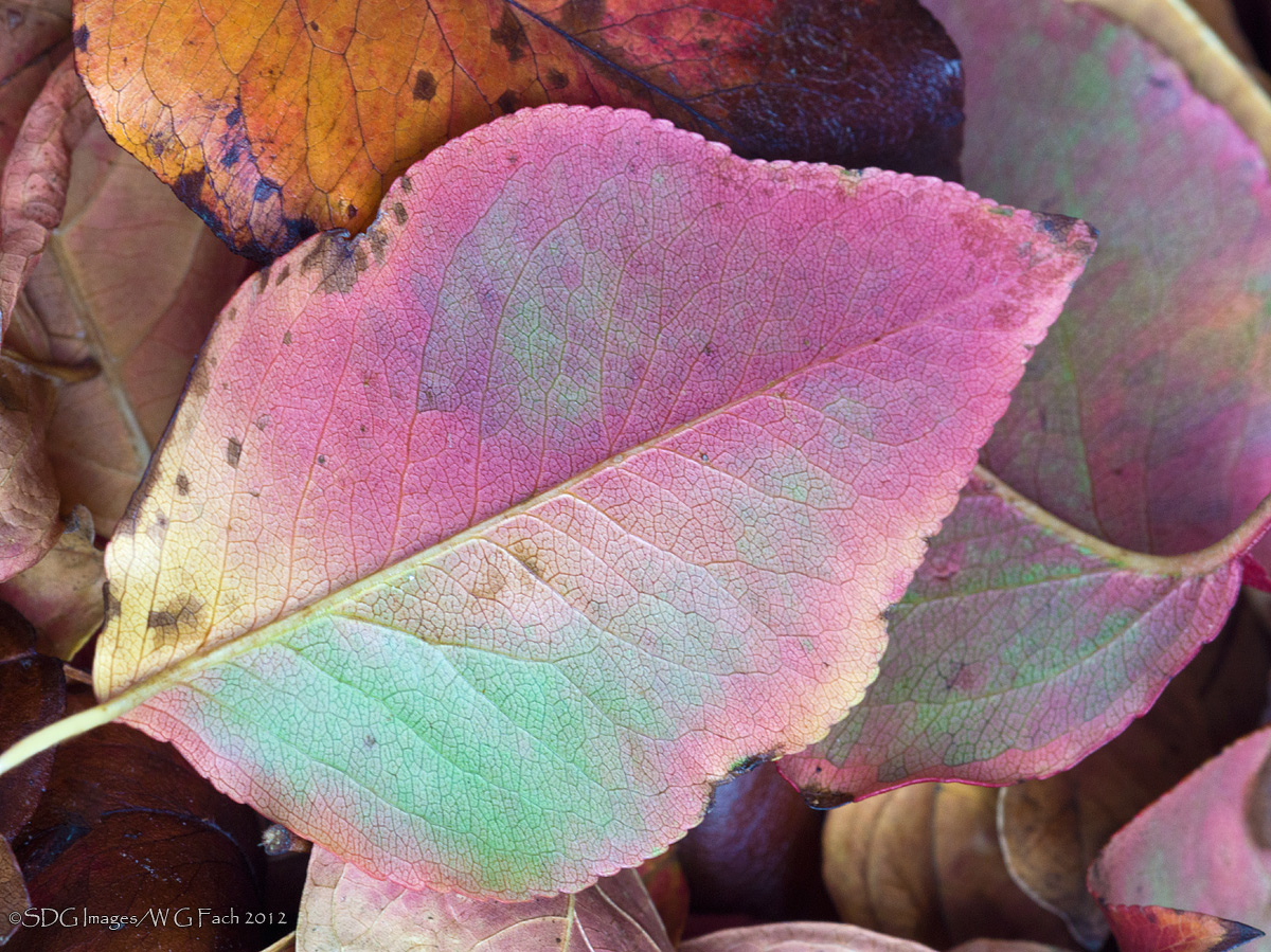 Pastel Pears