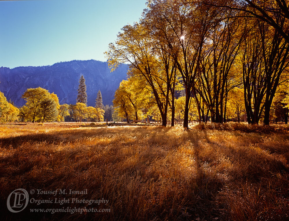 Morning Meadow