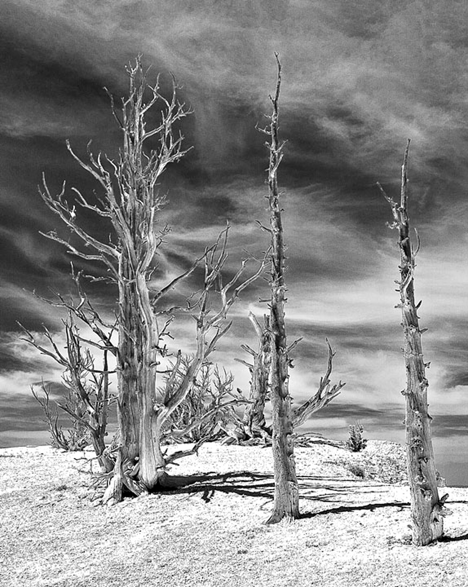 WC #564-Desolate