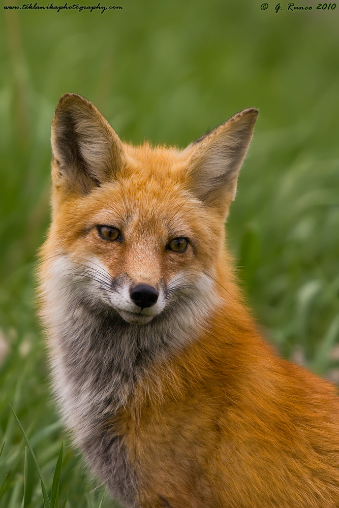 Red Fox Portrait