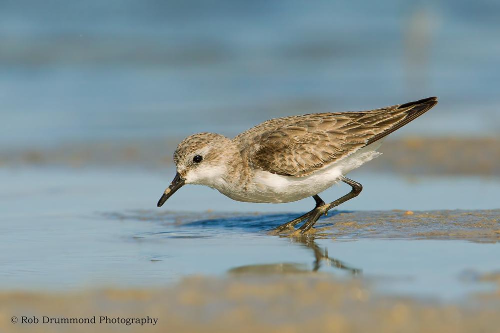 Red-necked Stint