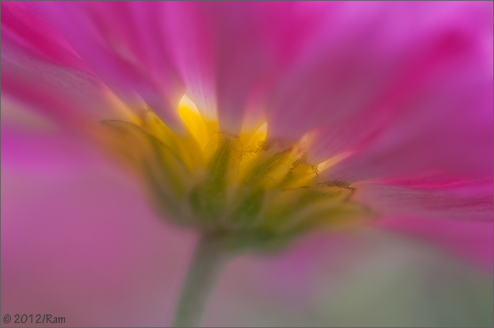 Chrysanthemum