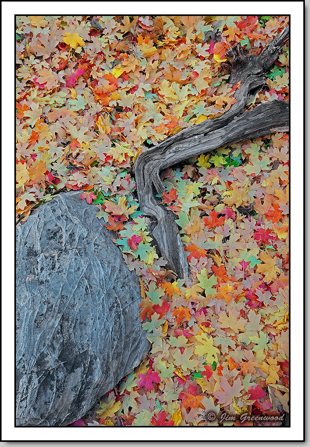 Autumn Mélange