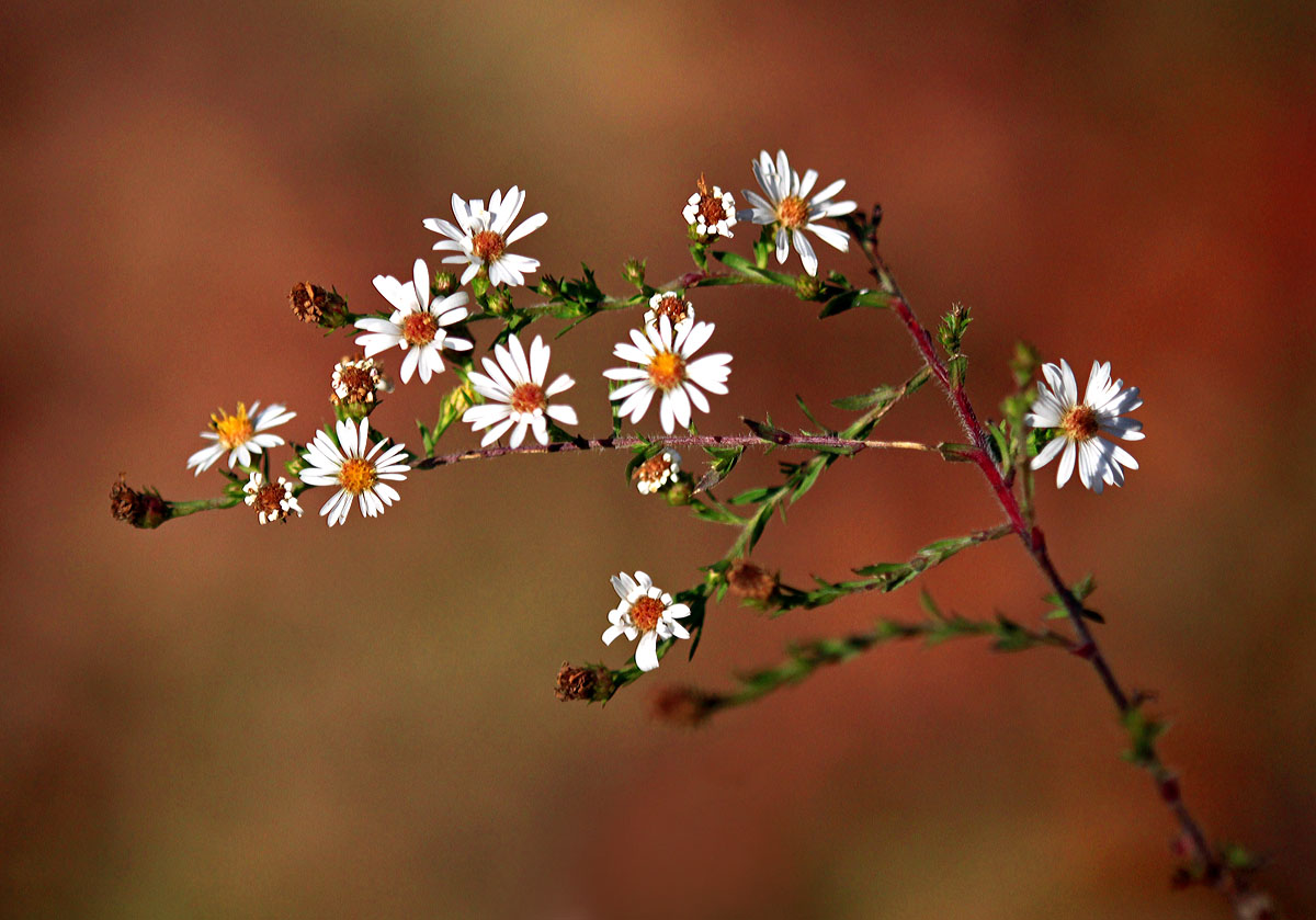Wild Aster in fall