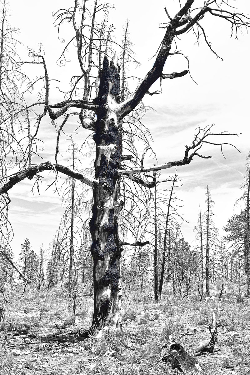 WC #564-Devastation