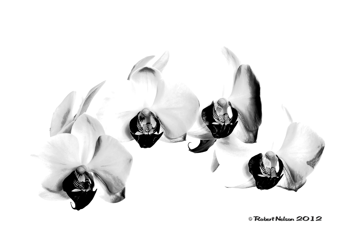 Orchid