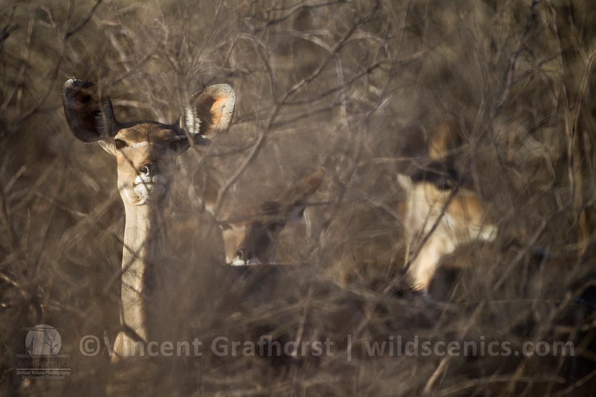 Kudus in the Bush