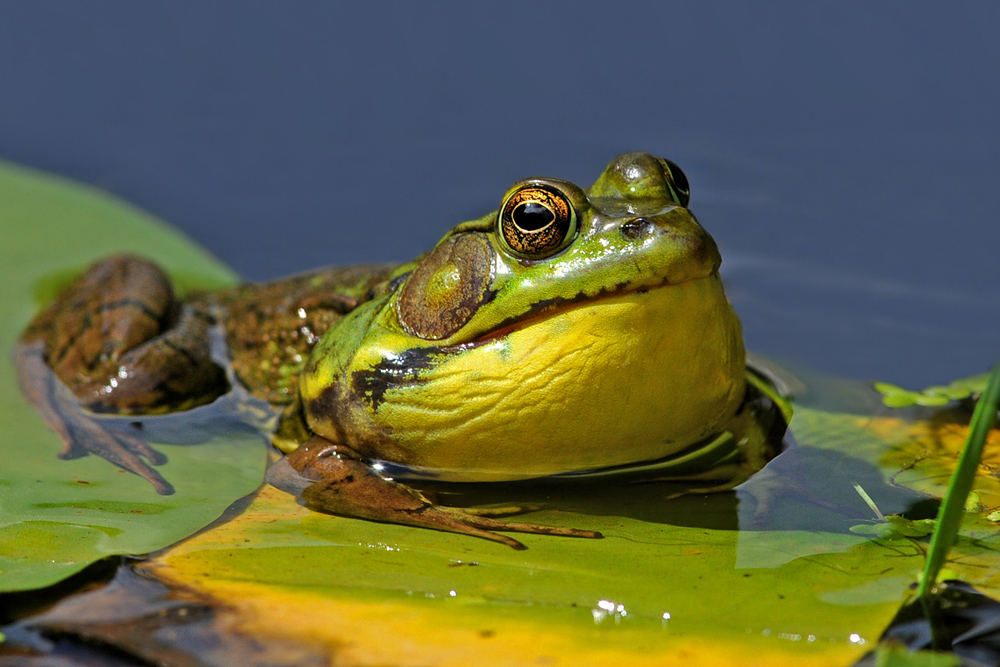 Mid-croak - Bullfrog