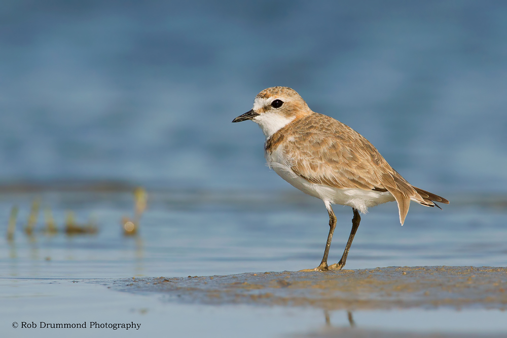 Red-capped Plover