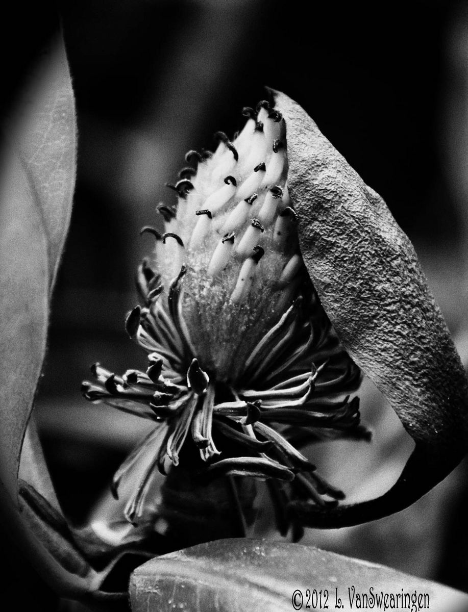Fainting Magnolia