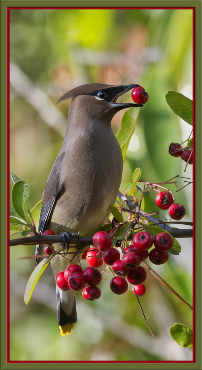 Waxwing