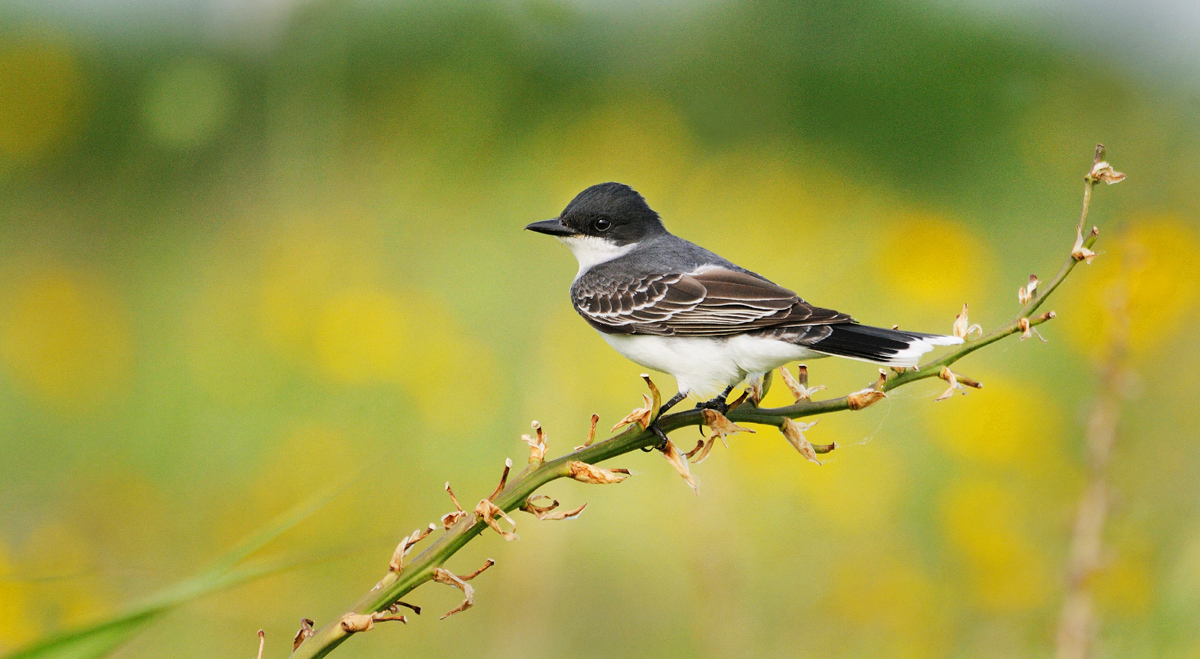 Eastern kingbird