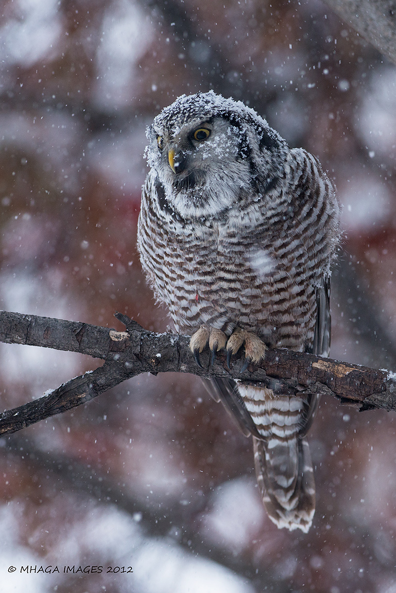 Northern Hawk Owl