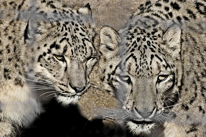 Snow leopard pair  (C)