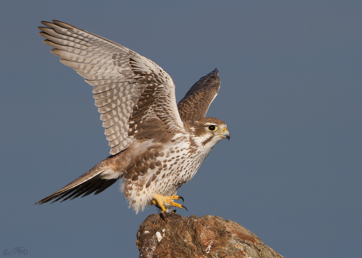 Prairie Falcon