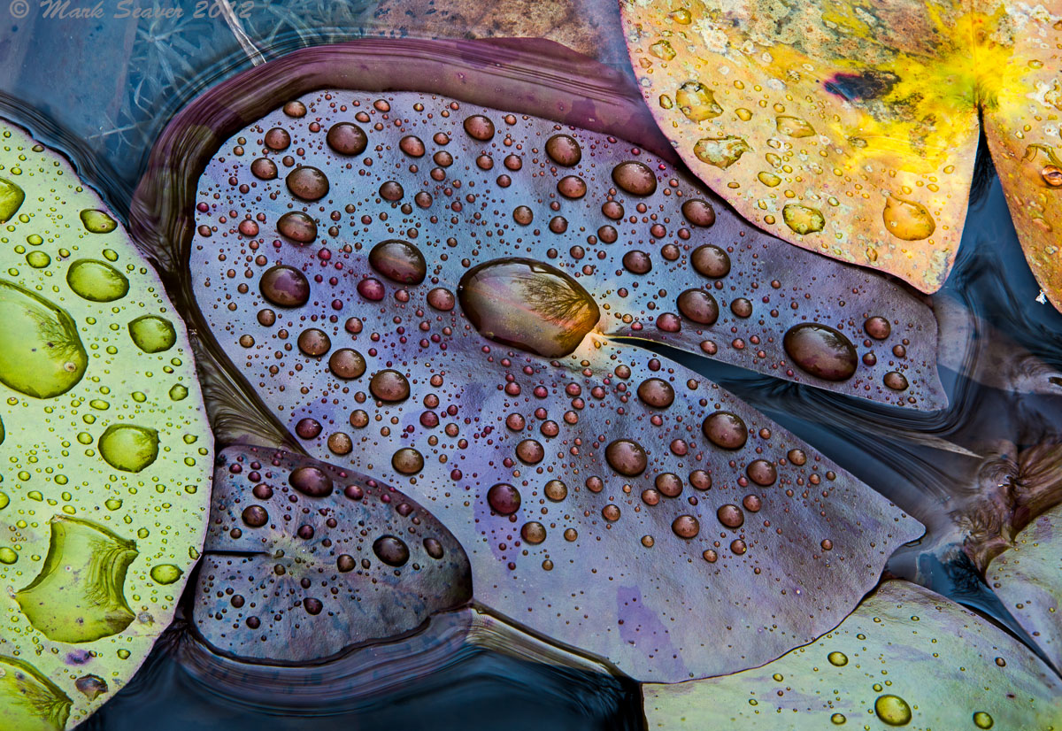 Rainday Lilypads #2