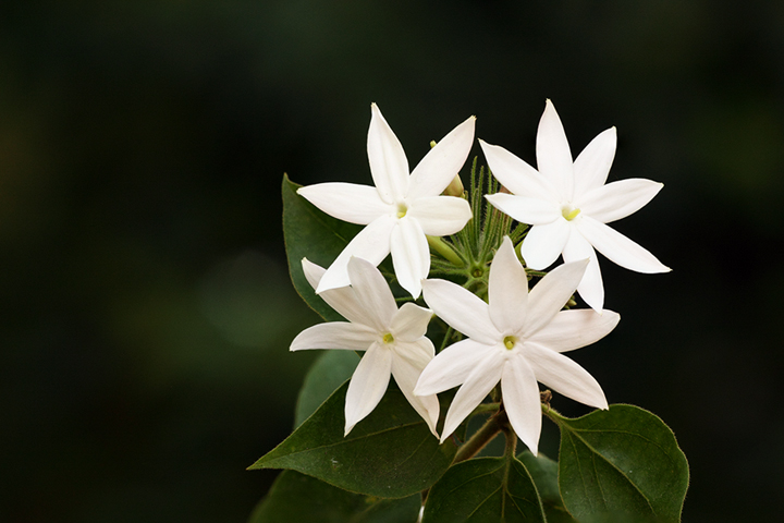 Indian Jasmine