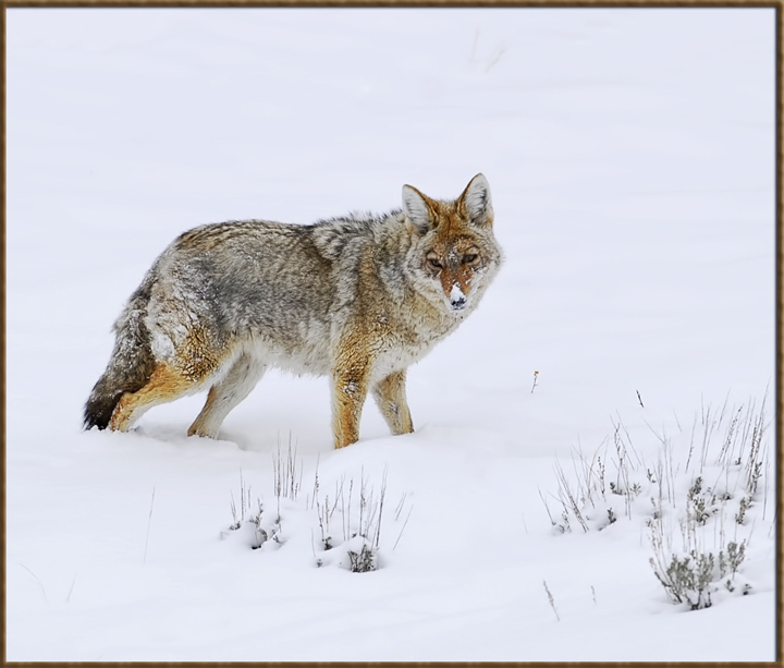 Snowy Coyote