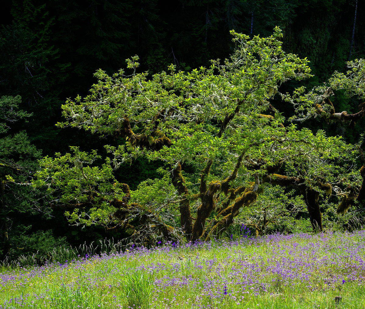 Along Eagle Creek Trail