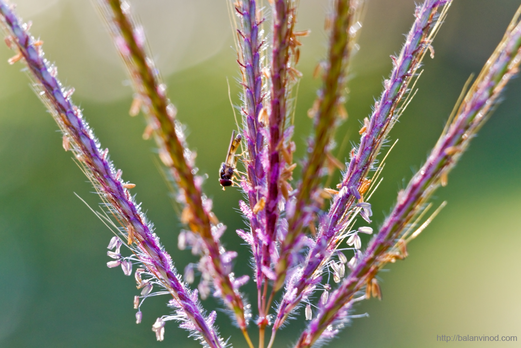 Grass Flower