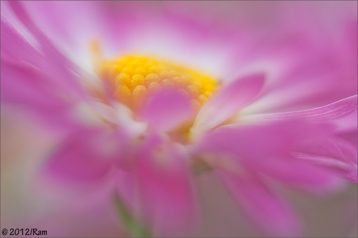 Chrysanthemum-2