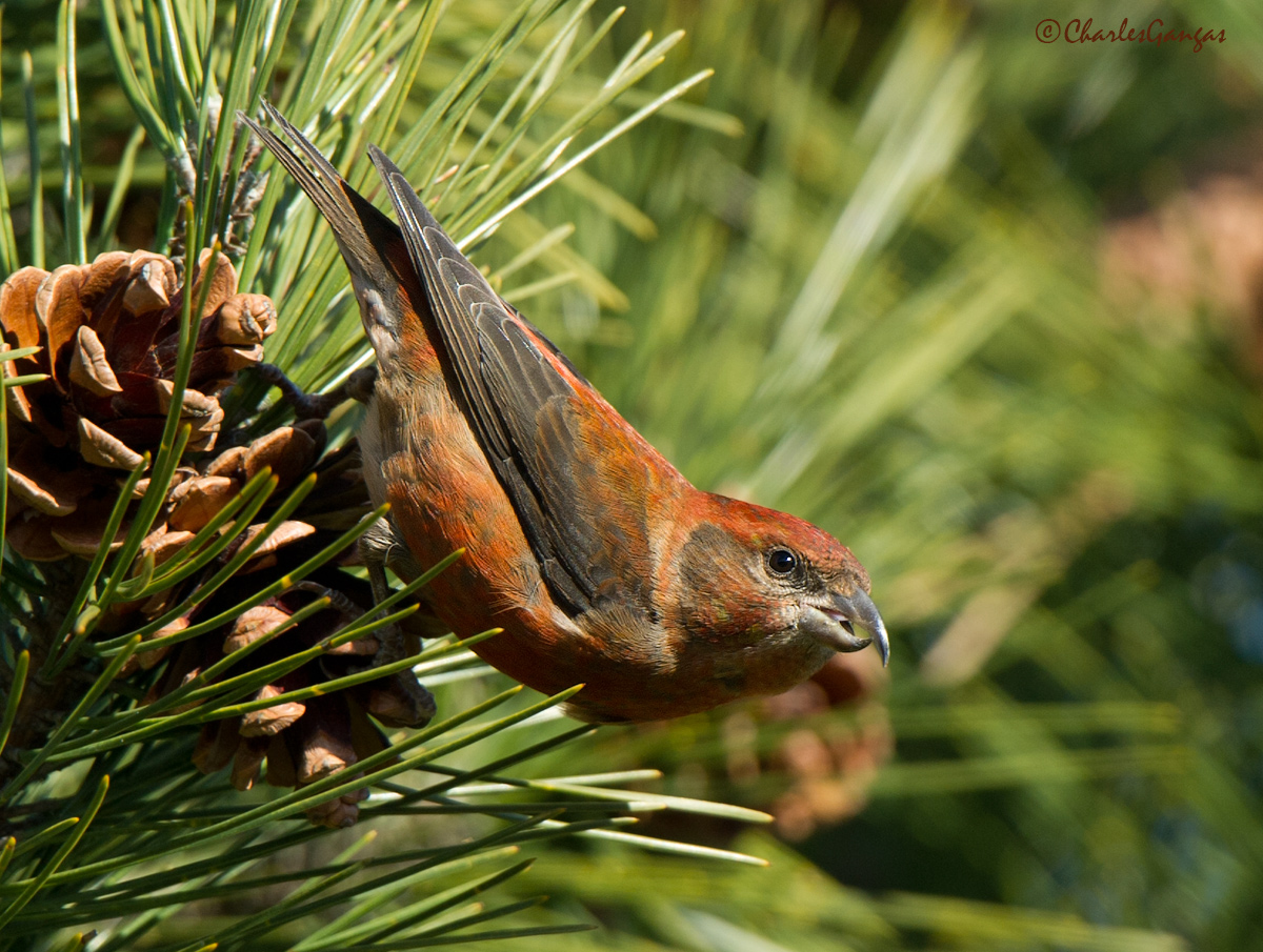 Red Crossbill