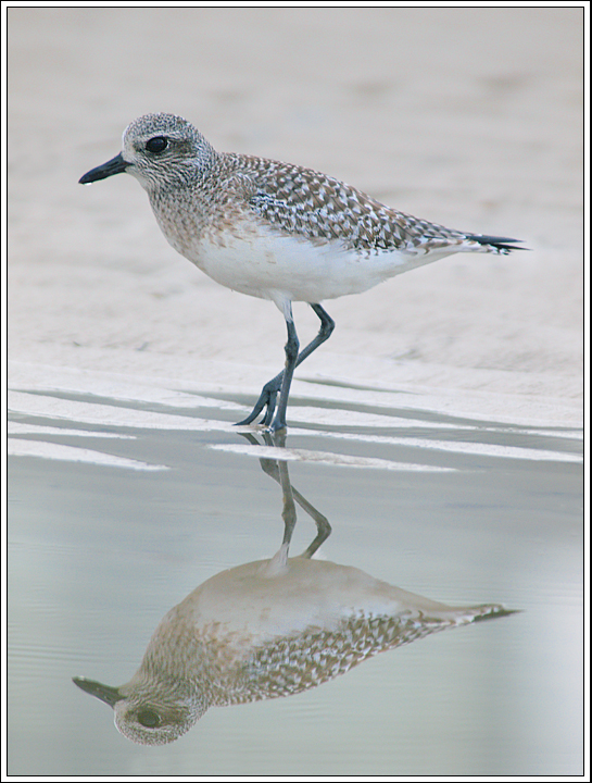 Black Bellied Plover