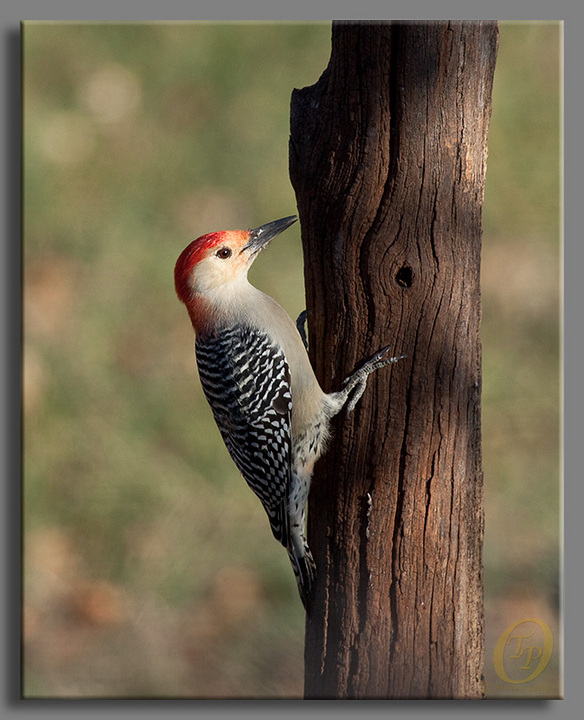 Red-bellied woodpecker