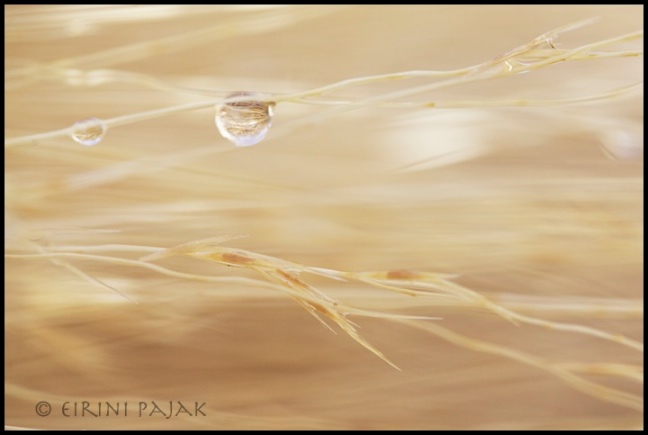 Raindrops on Oatgrass
