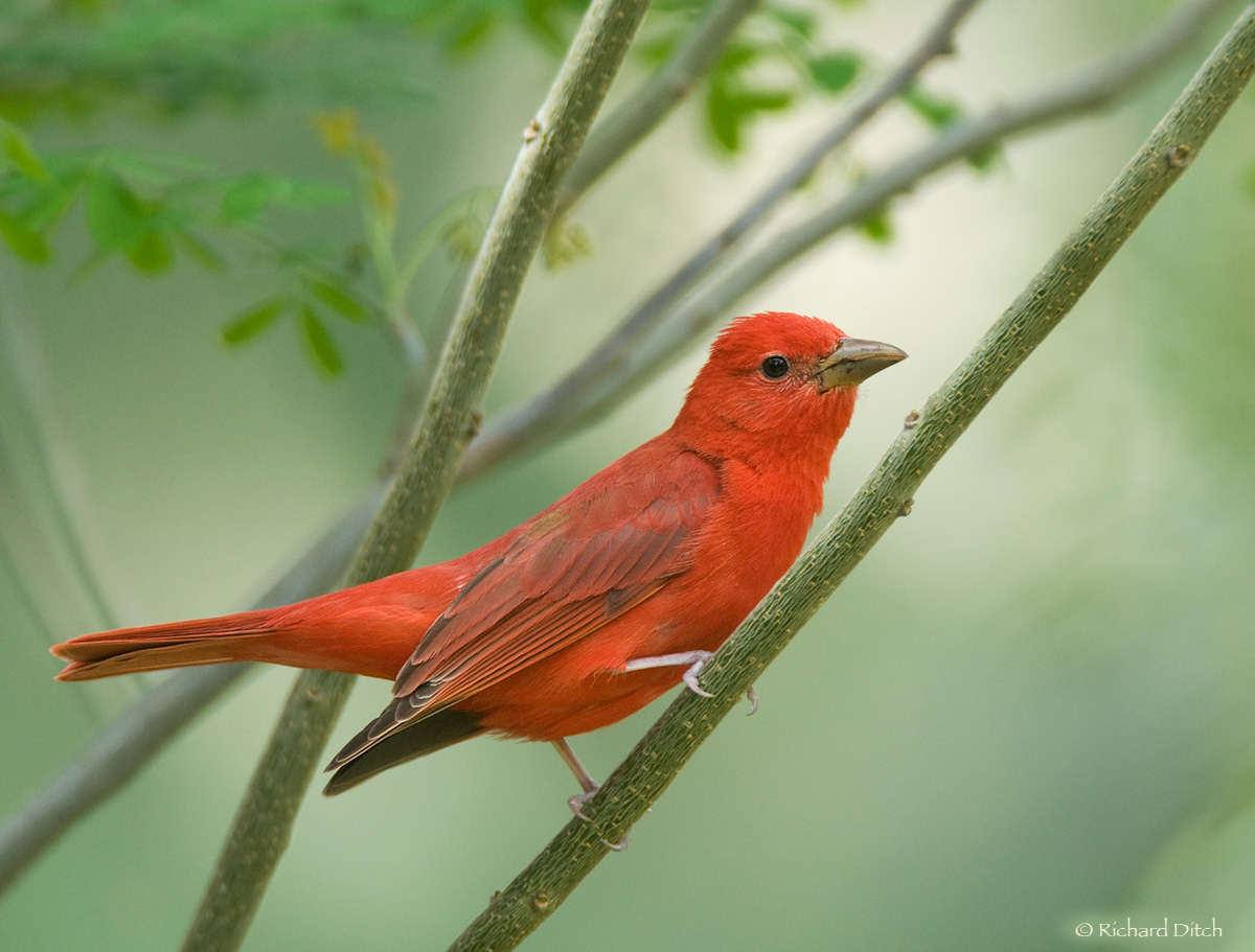 WC 565 - Summer Tanager