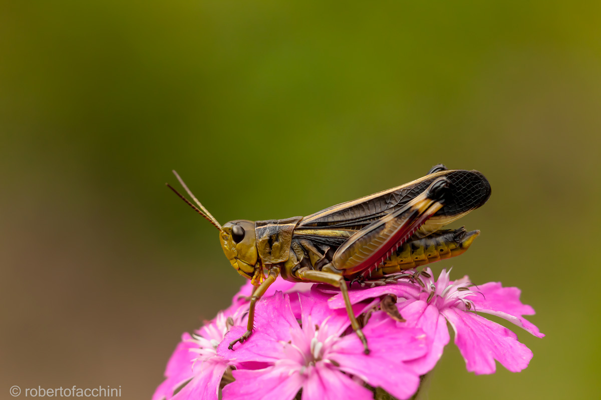 Grasshopper