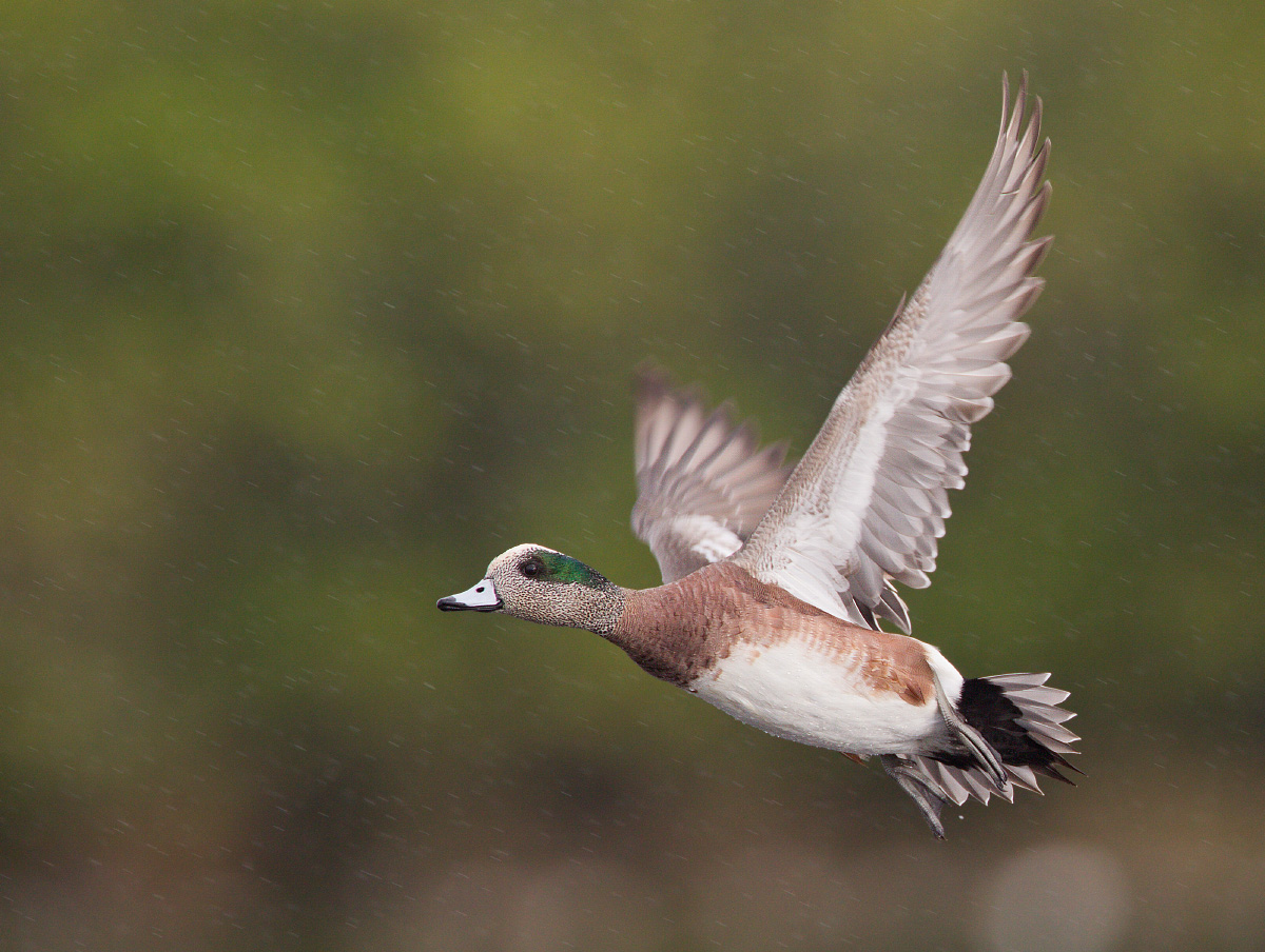 Rainy Wigeon