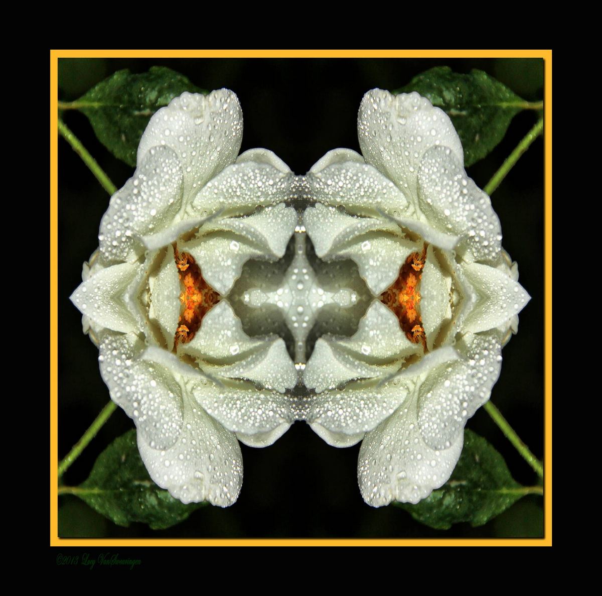 Exotic Rose