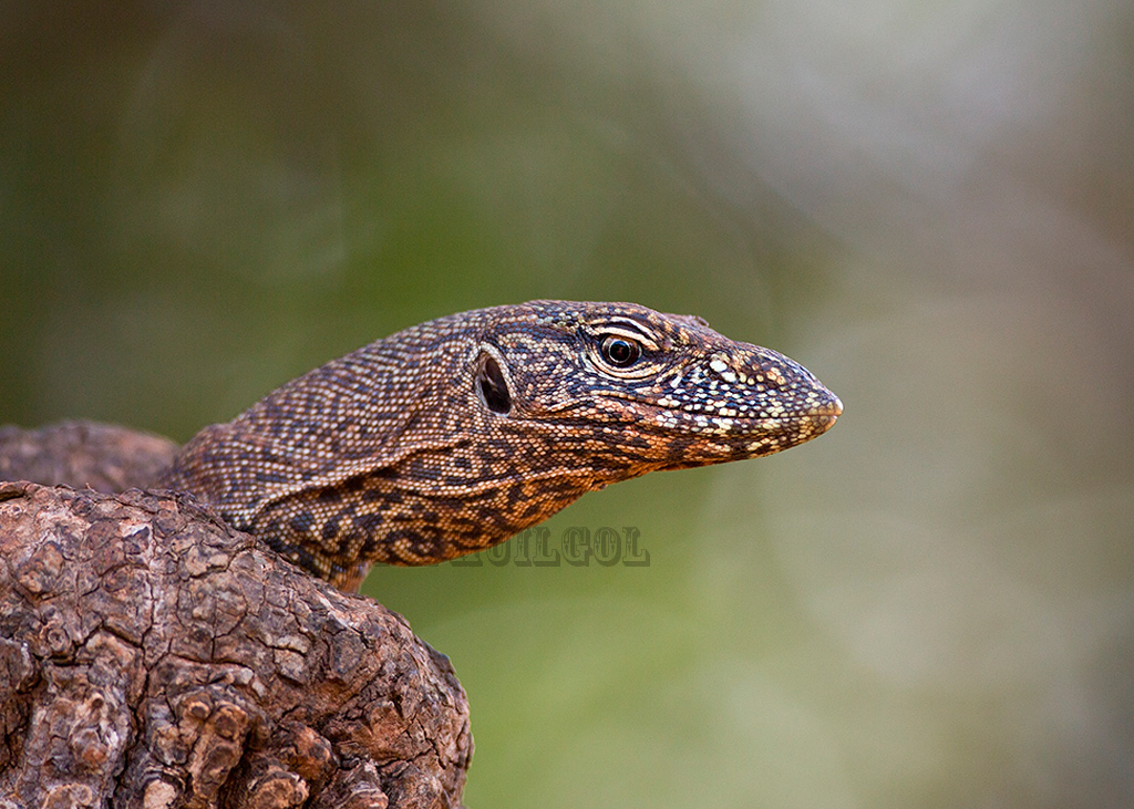 Dragon!