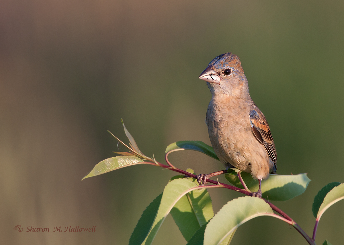 Blue Grosbeak 