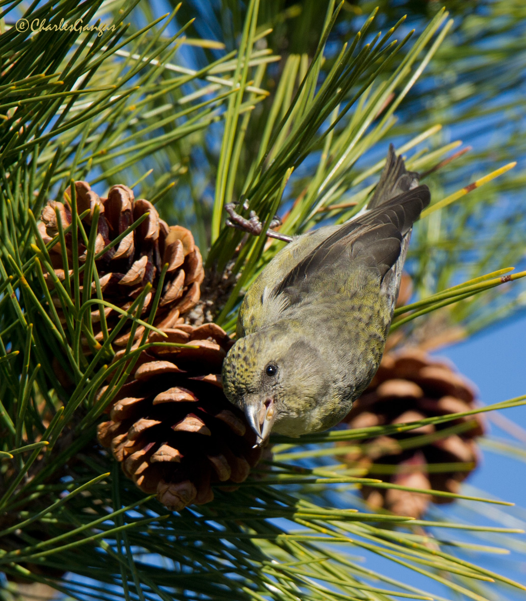  Red Crossbill Fm.
