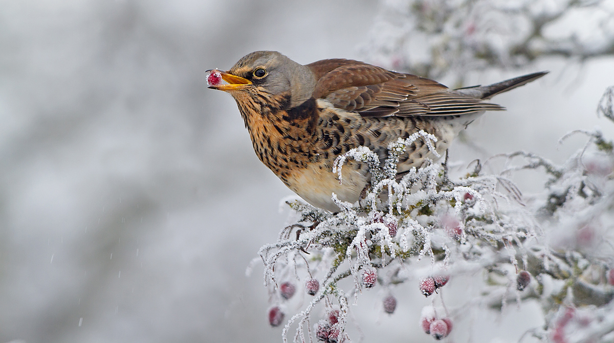 Fieldfare