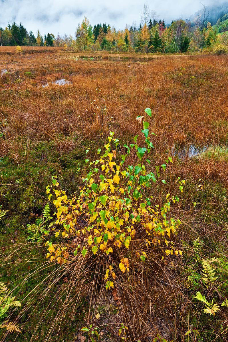 Autumn Fragrance