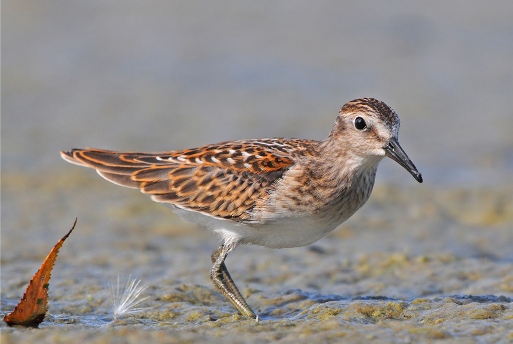 Least Sandpiper