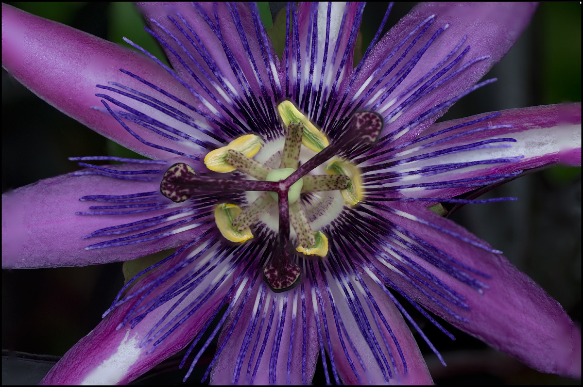 passion flower