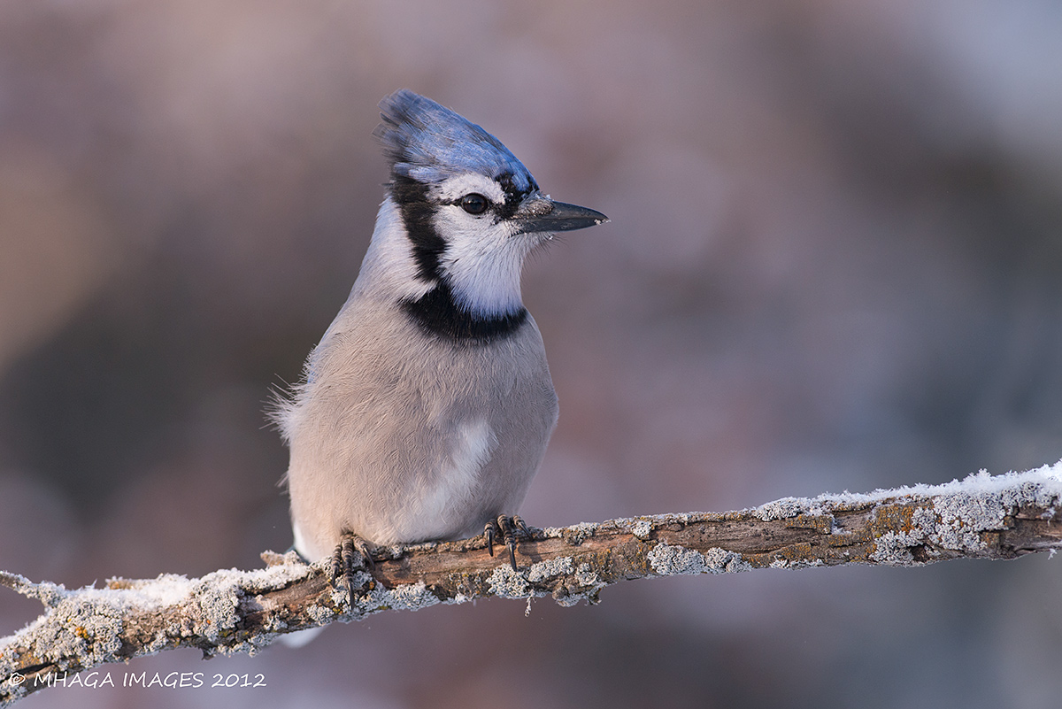 Blue Jay