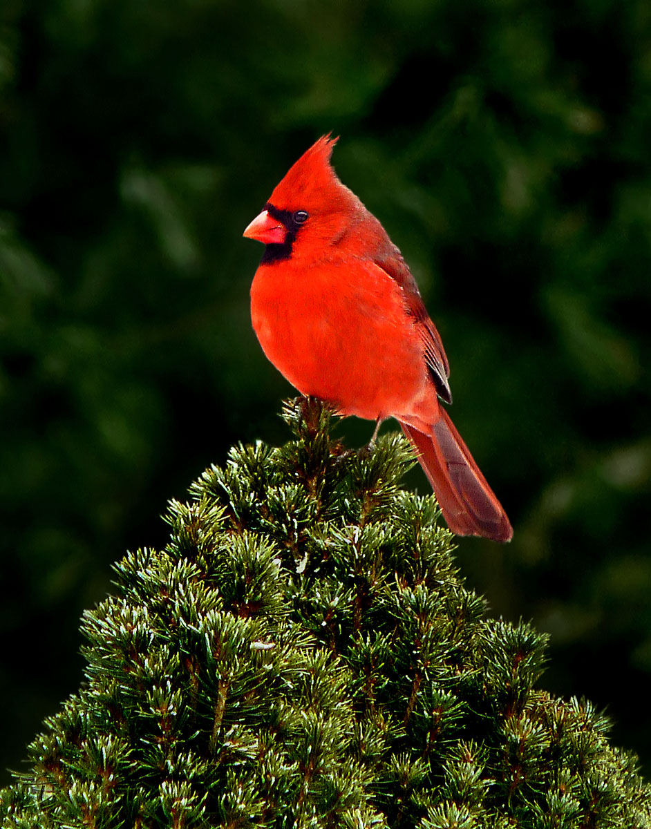 Cardinal amid evergreens