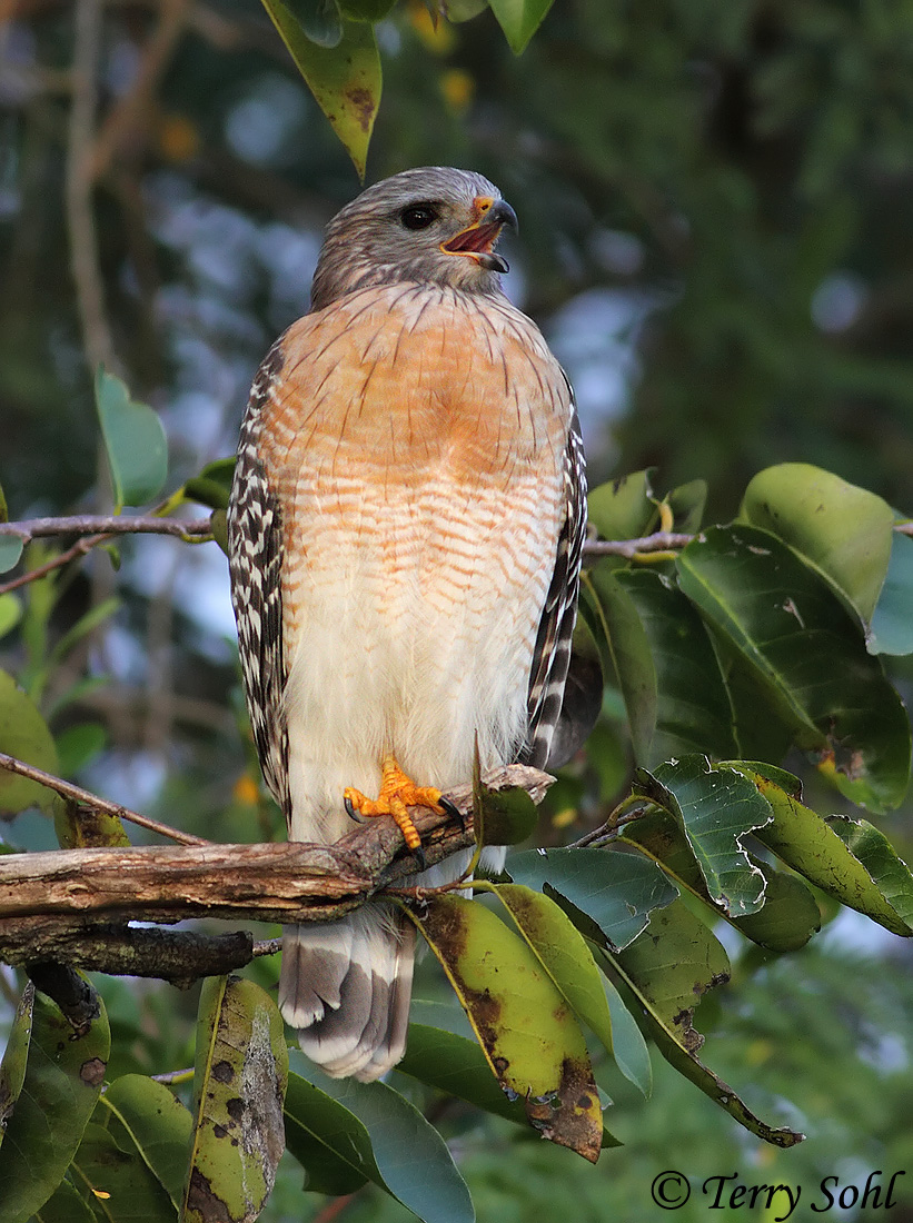 Red-shouldered Hawk
