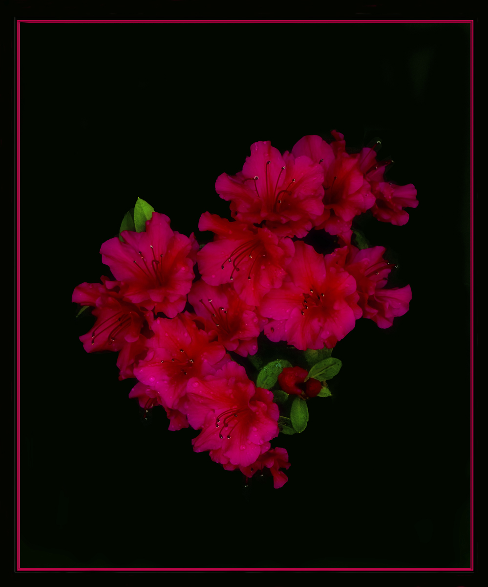 Spring Azalea