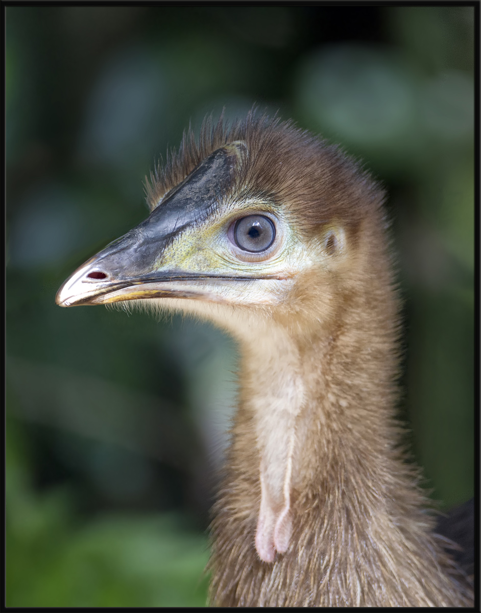 Cassowary Juvie  (c)