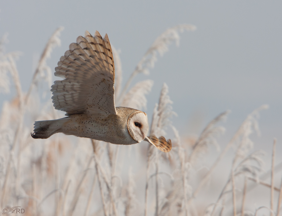 Barn Owl