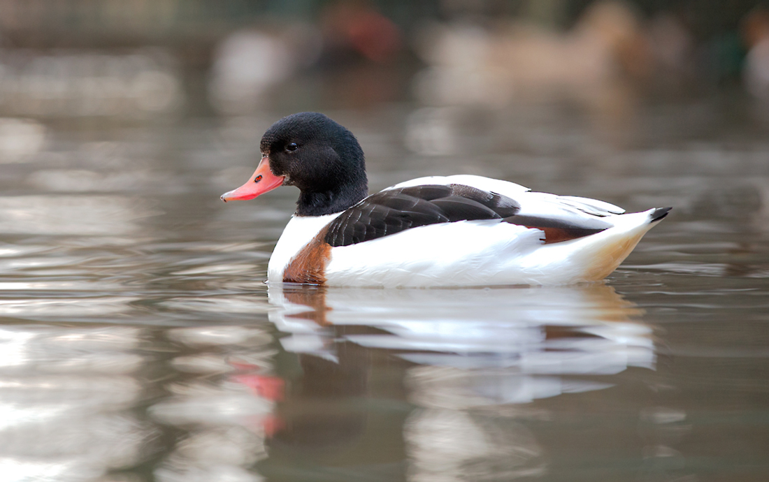 common Shelduck