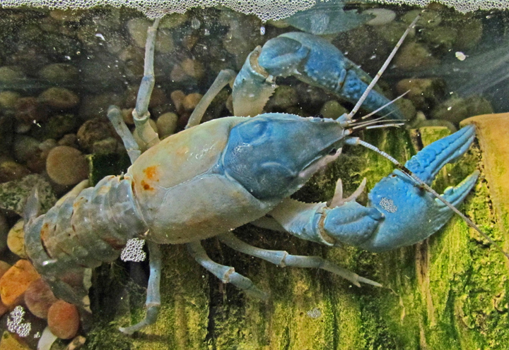 Blue Crawdad