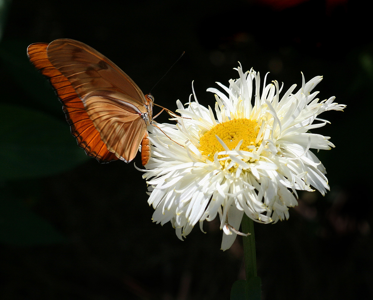 Julia Butterfly